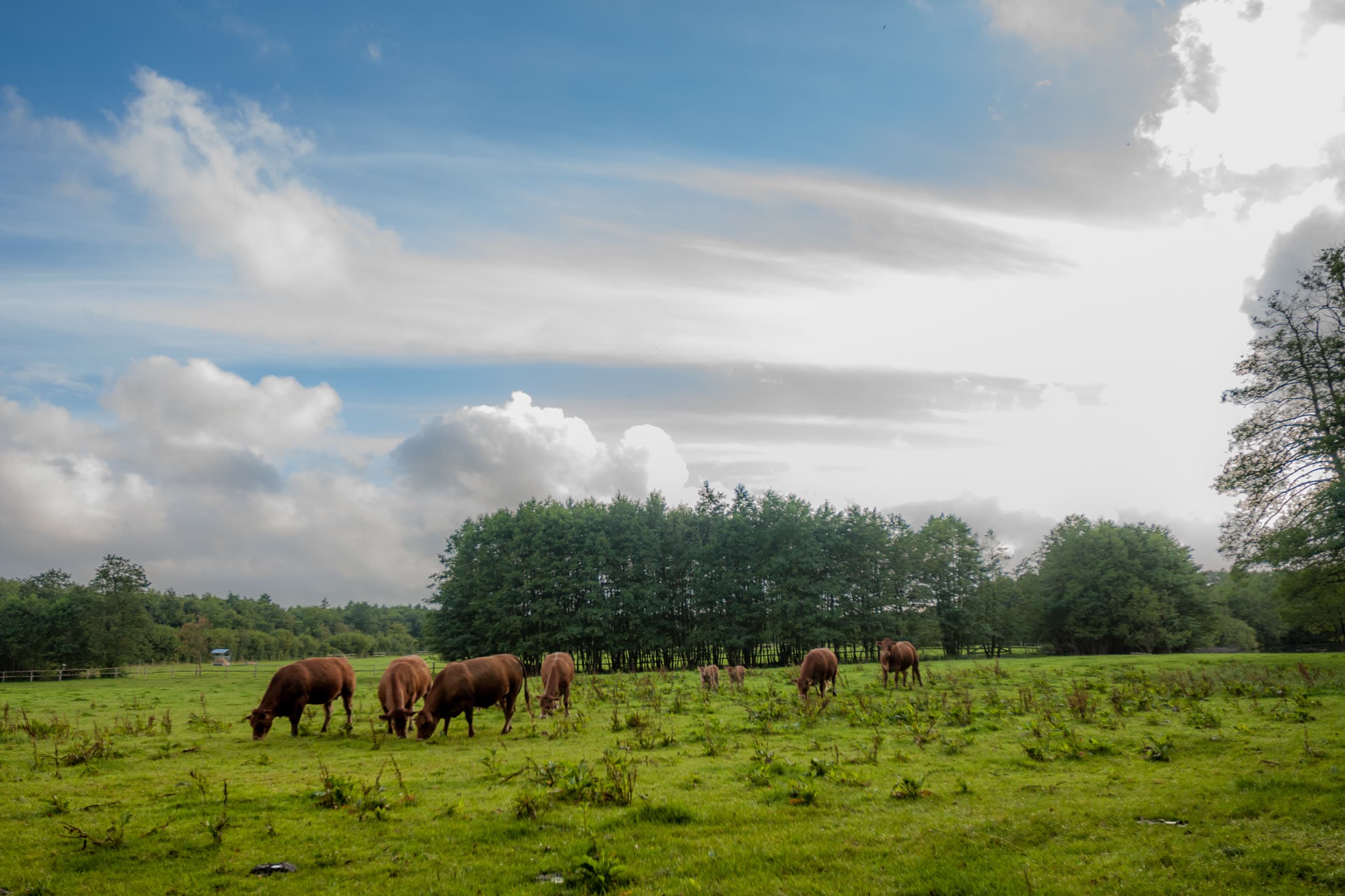 Aberdeen Angus Herde unter weitem Wolkenhimmel